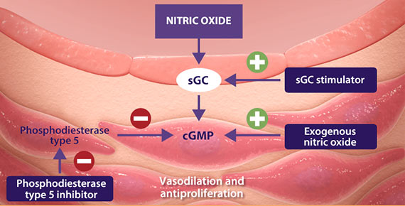 Nitric oxide (NO) pathway